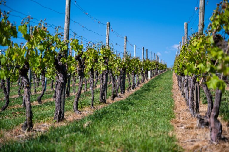 beautiful-scenery-vineyard-clear-blue-sky-daytime