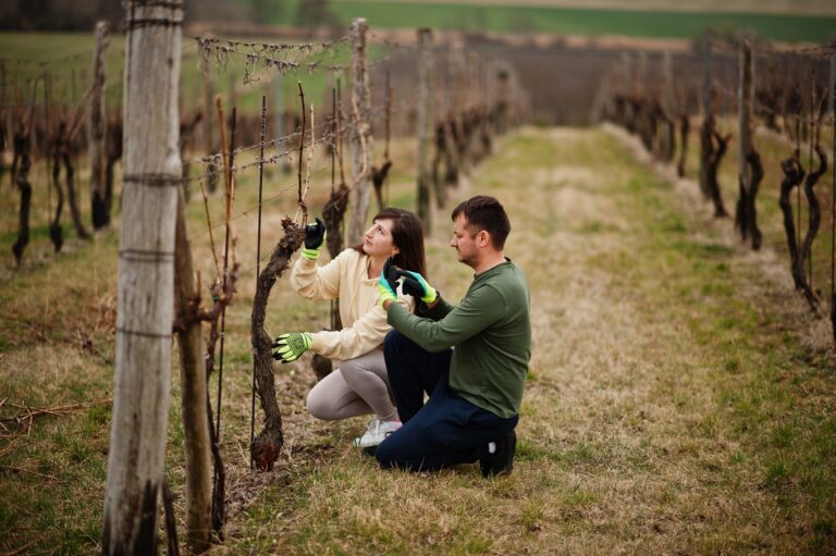 Couple working on vineyard in early spring.