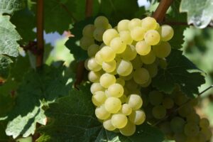 grape-1688607_1920