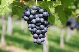 grape-2911039_1920