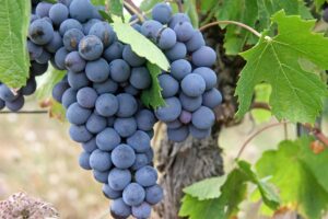 grapes-522010_1920