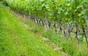 grapevine-1677147_1920