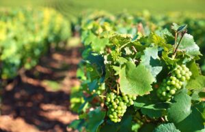 greeb-grapes-vineyard