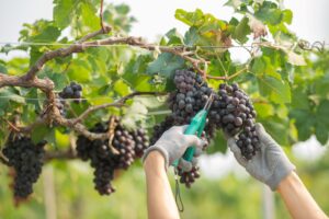 hands-holding-cutting-grape-from-plant