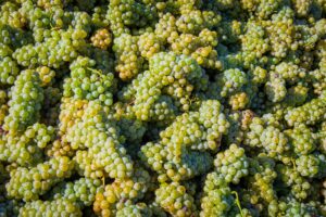 high-angle-shot-pile-delicious-green-grapes-sunlight