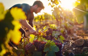 person-picking-grapes-spending-time-vineyard(2)
