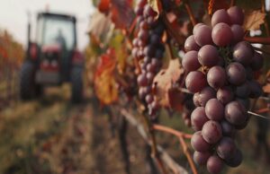 red-grapes-vineyard(1)