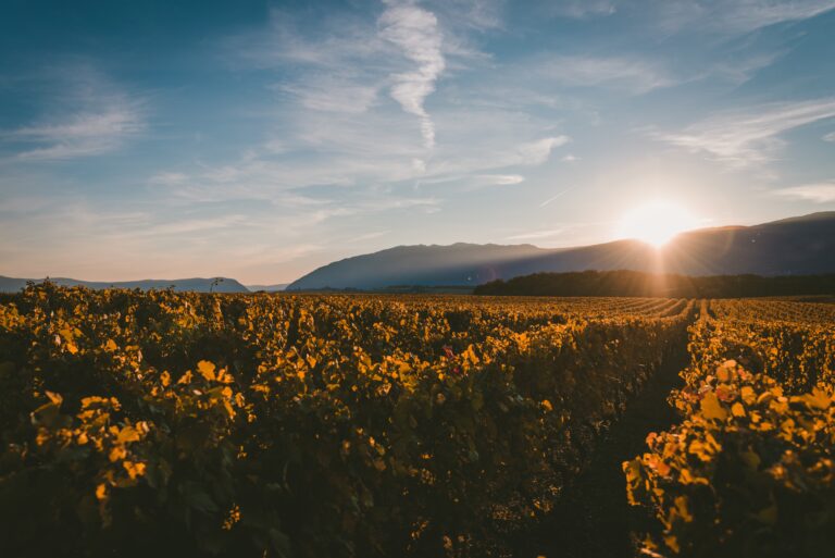 The sun setting behind the mountains and covering the vineyard with the light