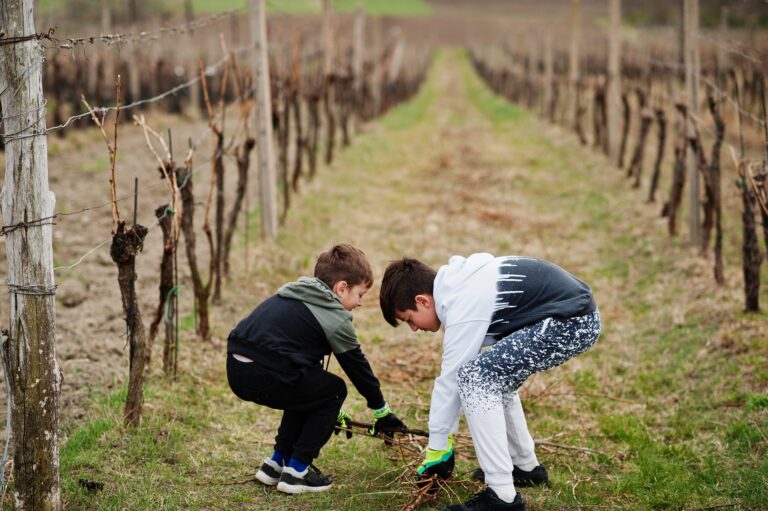 Two boys brothers working on vineyard.