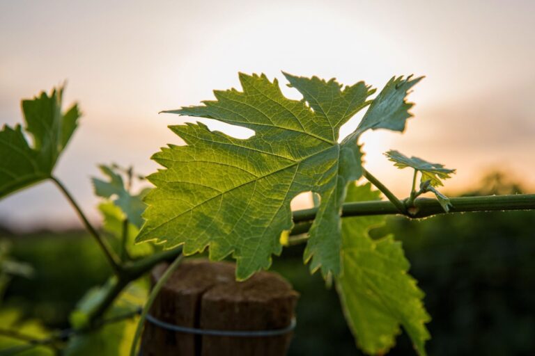 vine-1537315_1920
