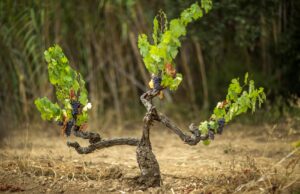 A vineyard surrounded by dry grass under the sunlight with a blurry background
