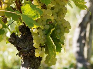 vineyards-1746131_1920