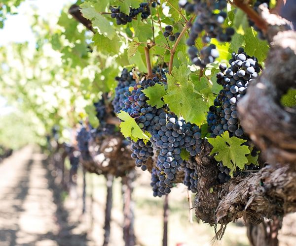 grapes-1952073_1920