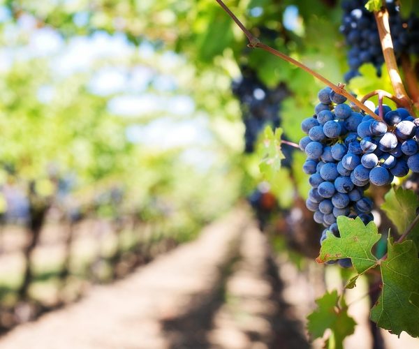grapes-553463_1920
