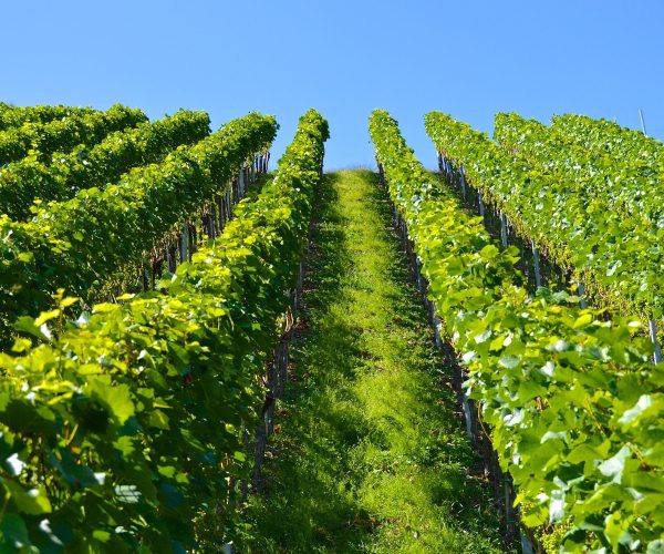 vineyard-1612092_1920