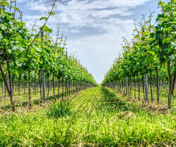 vineyard-3439705_1920